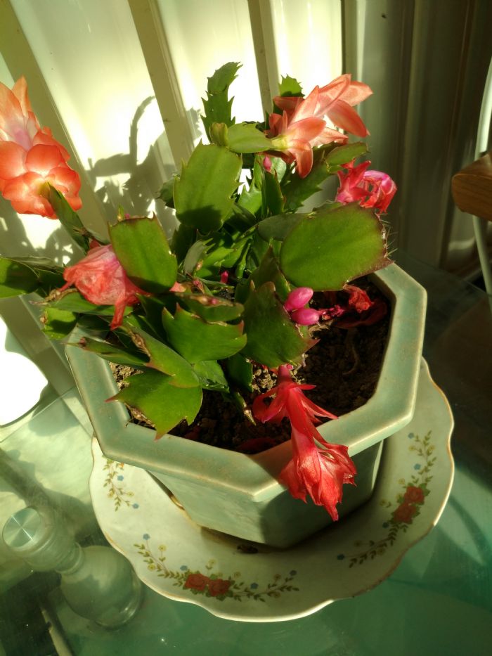 ���Ź������ľ�