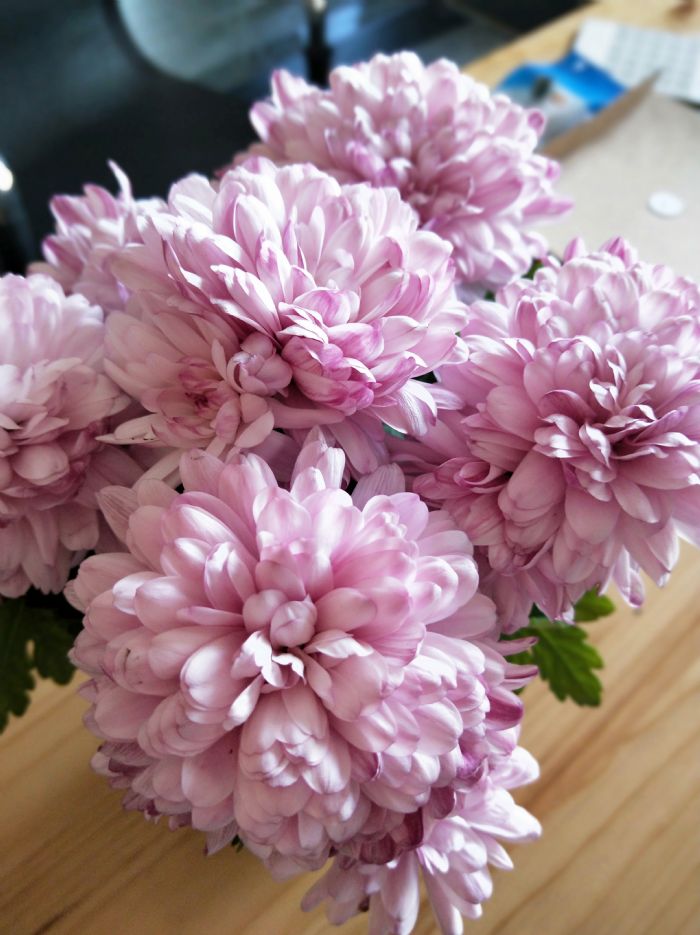 ���Ź�����ӥ