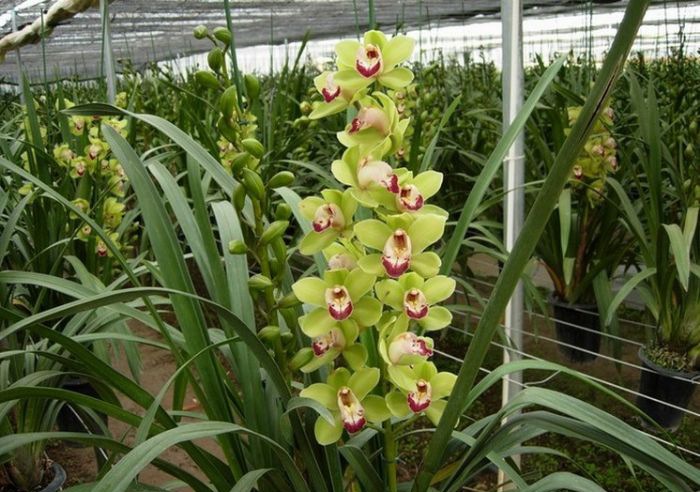 ��ͷ���ο�ͼƬ