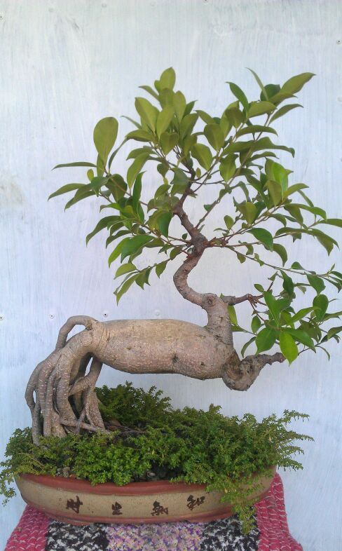 �����辰���༼��