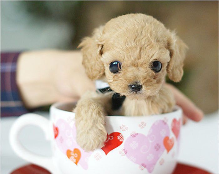 �豭Ȯ�����۲�