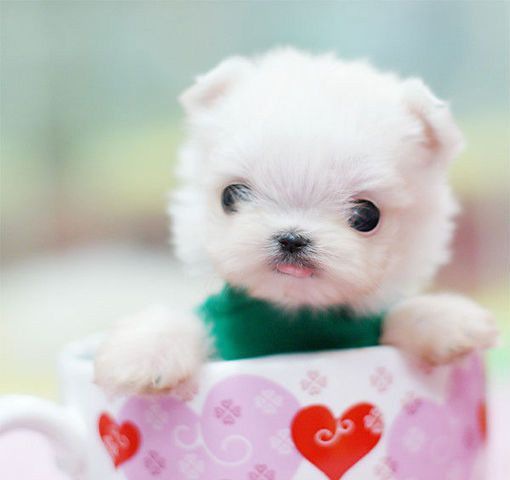 �豭Ȯ�ճ�ע������