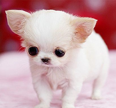 �豭Ȯ��ʳ��Ҫ��