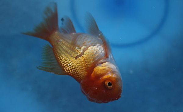 �����Ϊʲô������