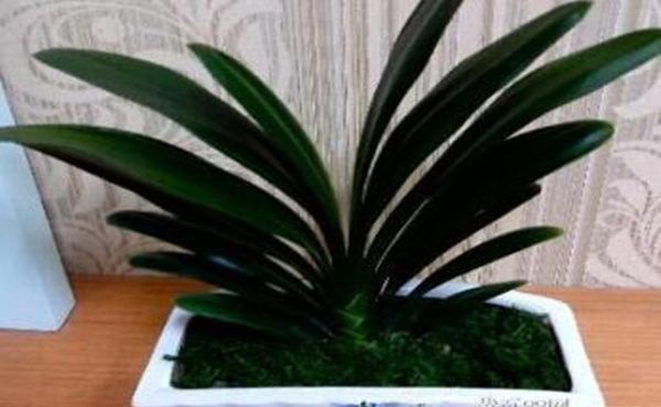 �����Ϸ�ʲôֲ��ã�