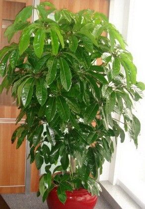 ҡǮ����ֳ����