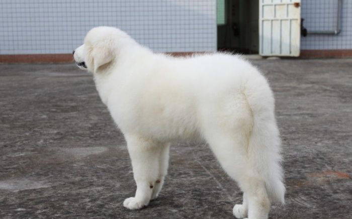 ����ܵ�ʳ��