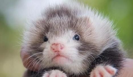 ���������ѵ��