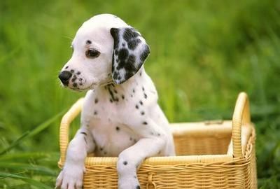 �ߵ㹷ι������