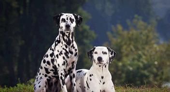 �ߵ㹷�沿����