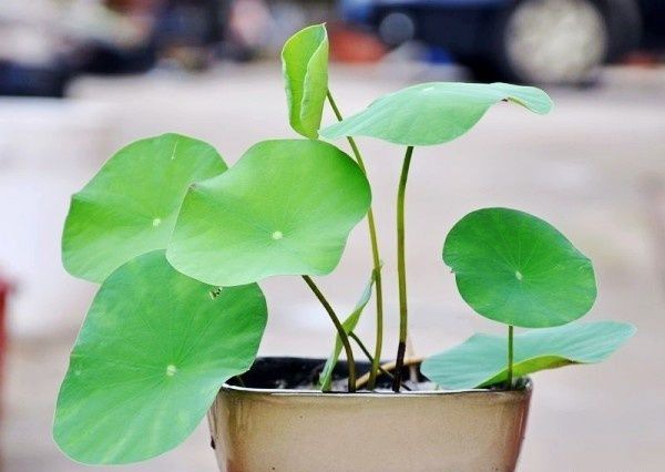 ������ֲǰ���Ӵ���