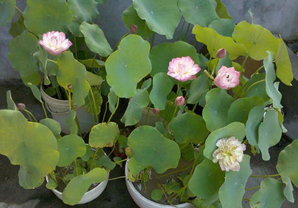 ������ֲ������ִ�ѿ