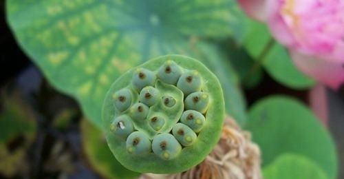 ������ֲע������