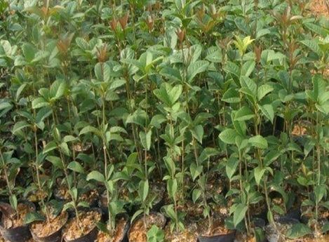 ҡǮ���Ľ���