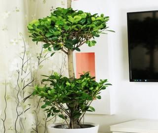 ҡǮ������̬ϰ��