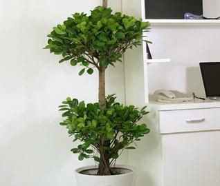 ҡǮ�������༼��