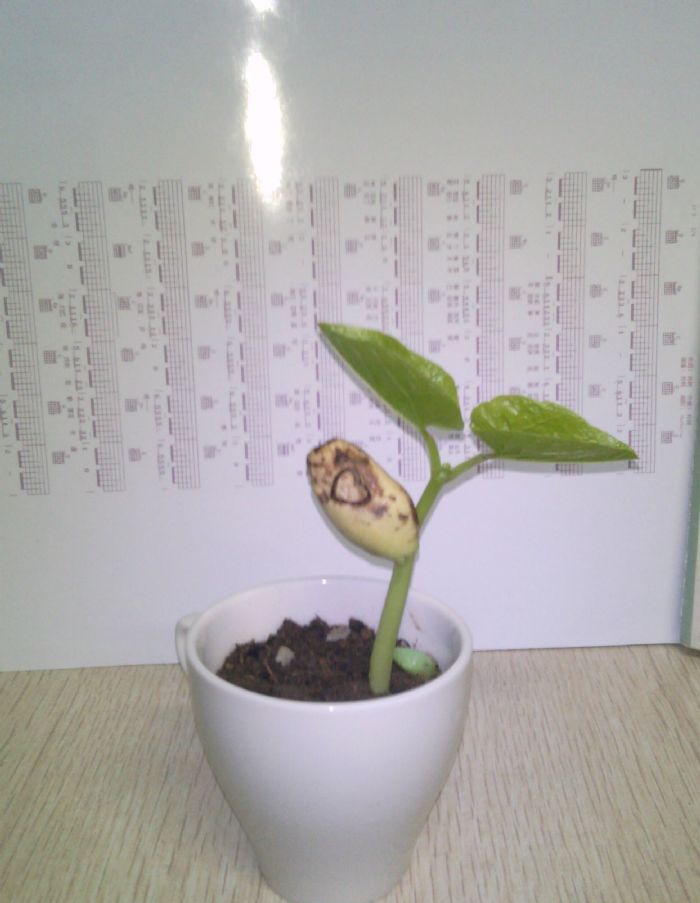 ħ����ֲע��ϸ��