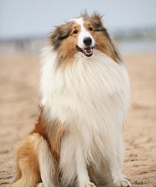 �ո�������Ȯι��ǰ��֪һ��