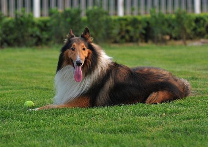 �ո�������Ȯι��ǰ��֪�壺