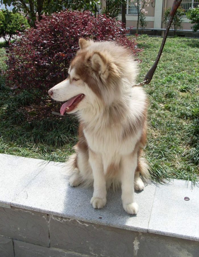 ����˹��ѩ��Ȯ��ˮ