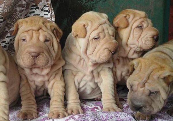 ɳƤ�����ݻ���