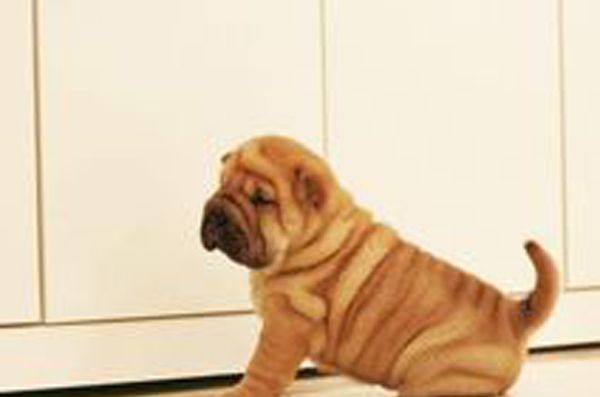 ɳƤ����������