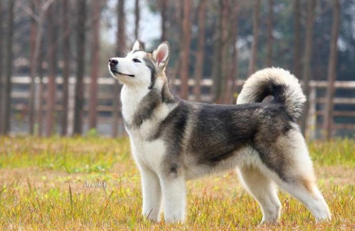 ����˹��ѩ��Ȯ��ʳ