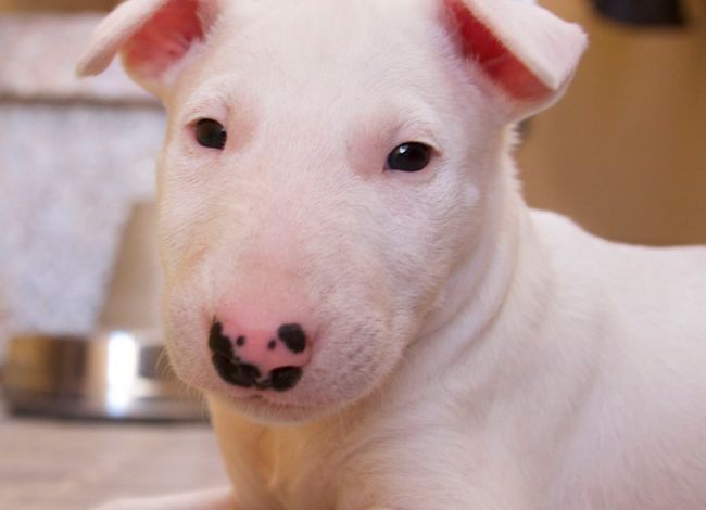 ţͷ�����Ը�