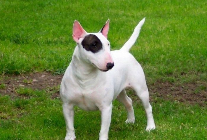 ţͷ������ò