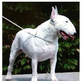 ţͷ������ע������