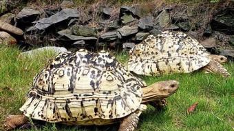 �������Ҫʳ��