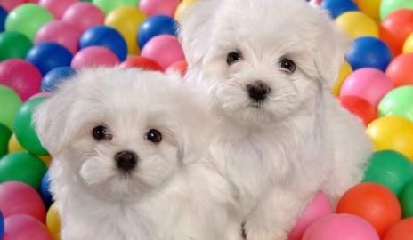 ����Ȯע������