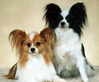 ����Ȯ��������ʶ