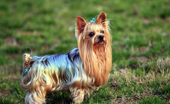 Լ����ι��ʳ��