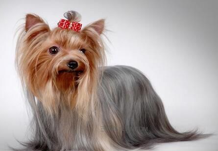 Լ�����˶�