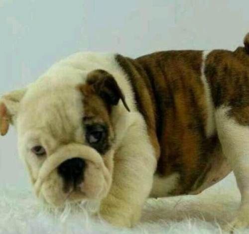 ��ţȮ��������