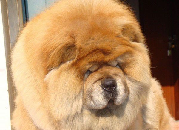 ��ʨ��������