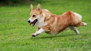 �»�Ȯ���Ը�