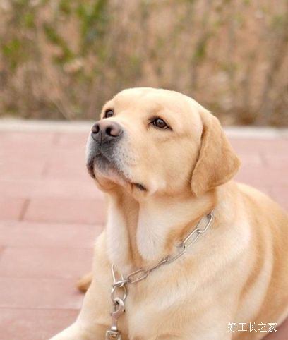 ��������ι��֪ʶ