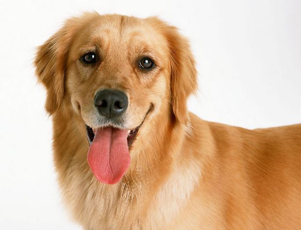 ����������׼ʳ��