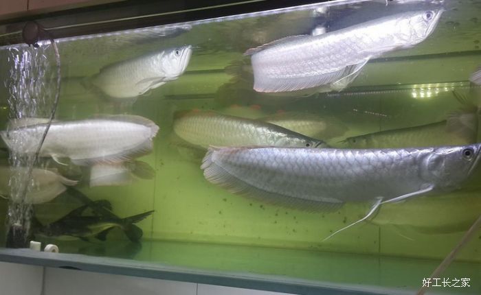 ������ֲ�����