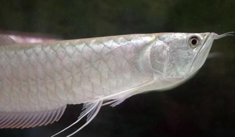 �����㼲��Ԥ��