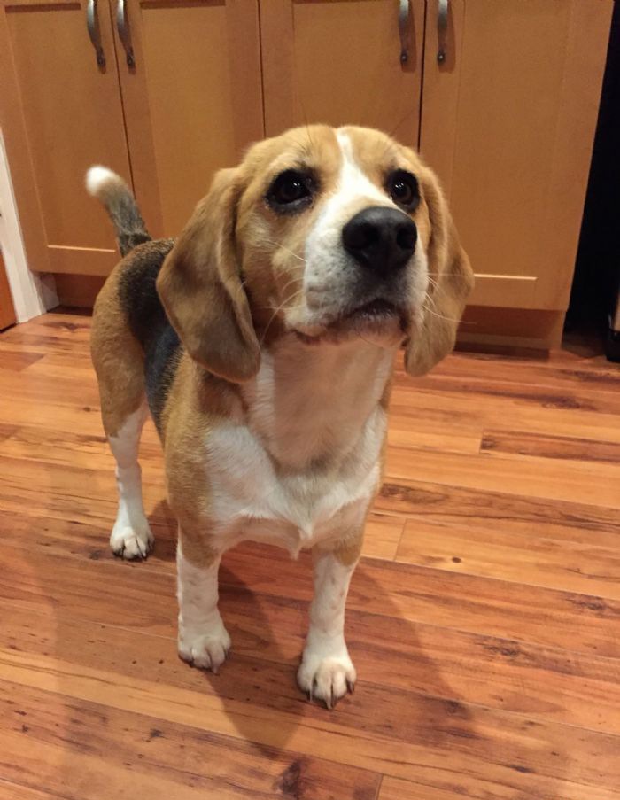 �ȸ�Ȯ����ϰ��