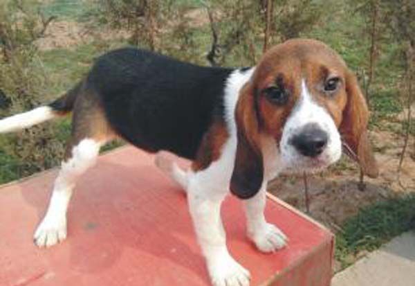 �ȸ�Ȯ��������