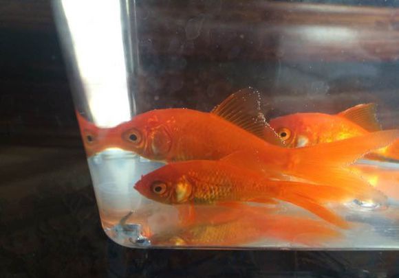 ������ѡ����