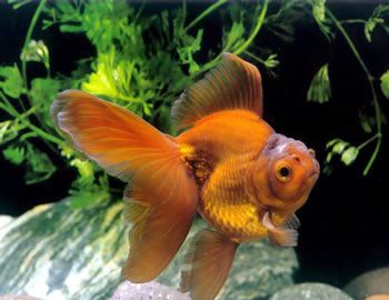 ��������ˮ��