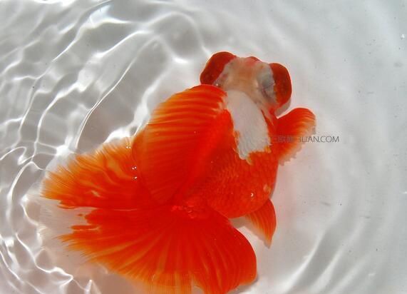 ����ѡ��ʳ��