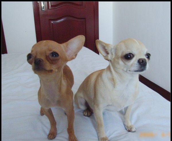 ���������ι��