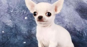 ���������ݼ�����