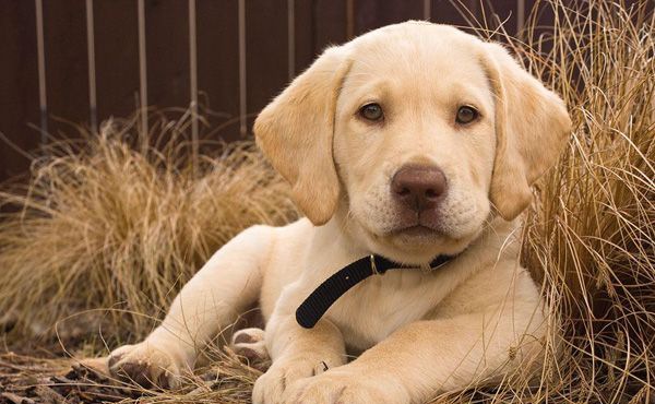 �������༲������